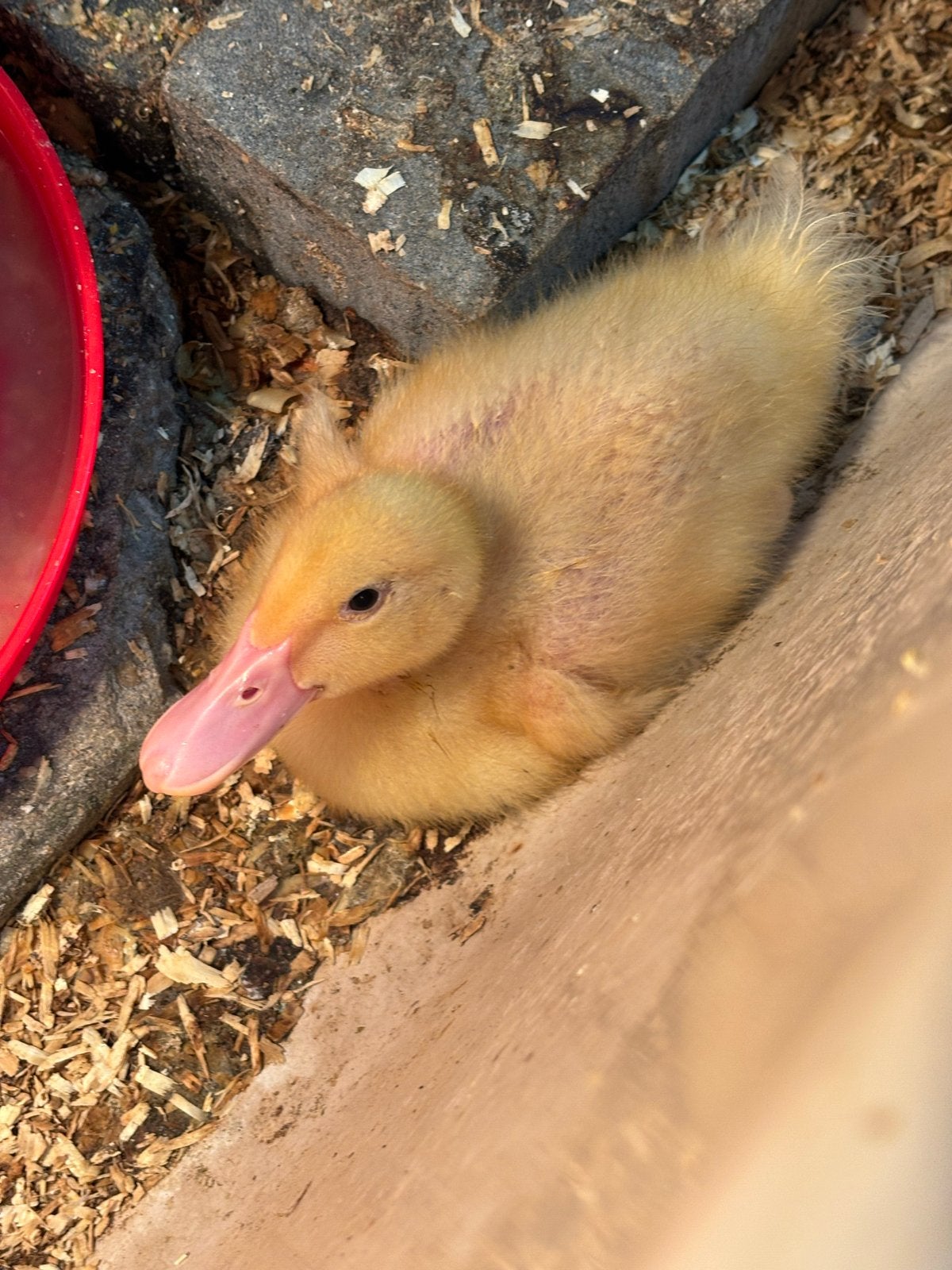 MET SPOED HUISJE GEZOCHT! Eend, Mannelijk, Eend
