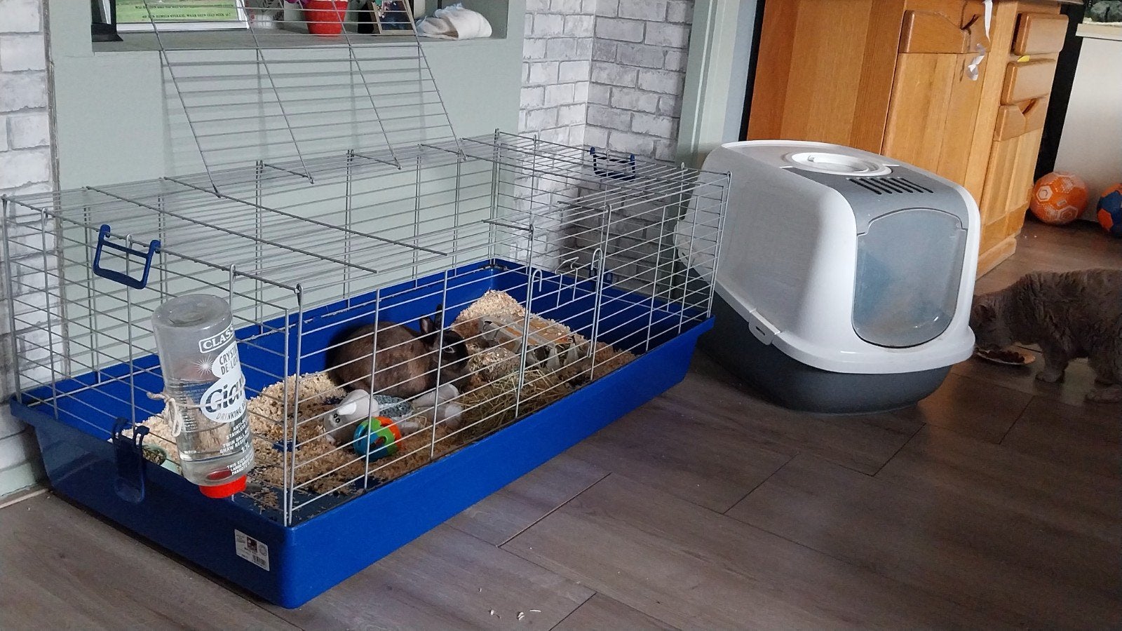 konijn met kooi mannetje, Dieren en Toebehoren, Juni, Mannelijk, Overige typen
