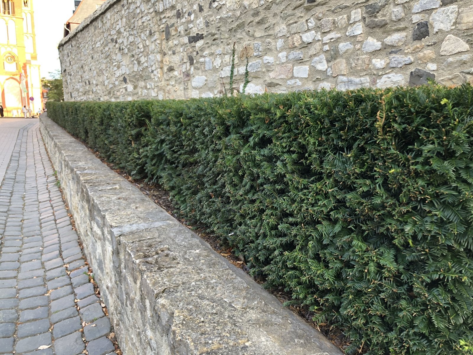 Taxus baccata - groenblijvend - verschillende maten🌿, Ophalen of Verzenden