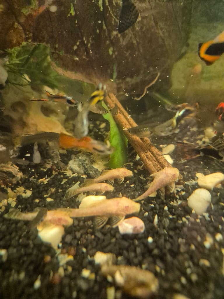 Algeneter, Dieren en Toebehoren, Vis, Zoetwatervis