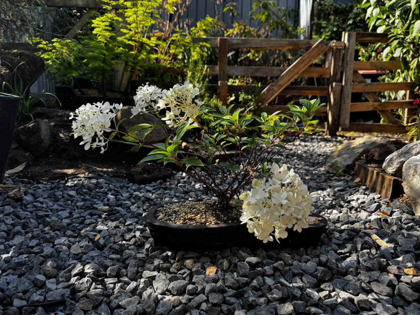 Hydrangea Bonsai, Ophalen