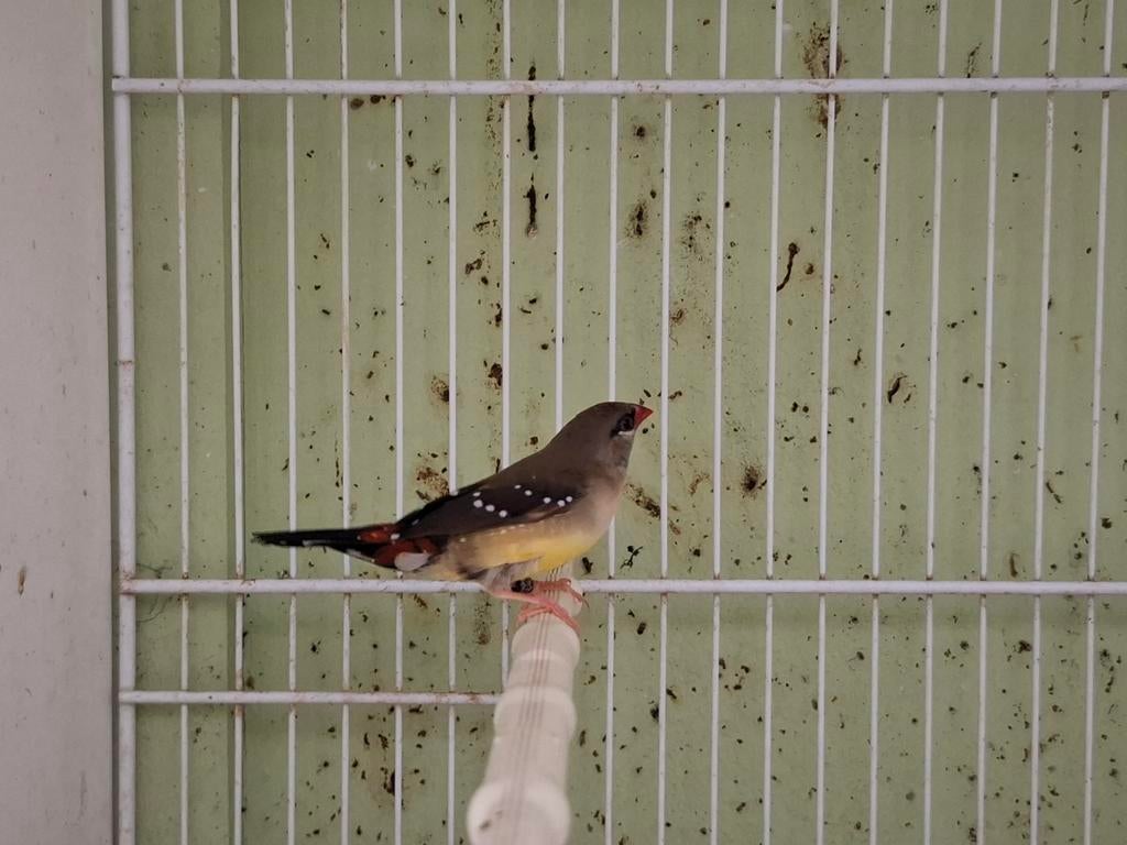 Tijgervinkje, Dieren en Toebehoren, Vogels | Overige Vogels, Mannelijk, Geringd