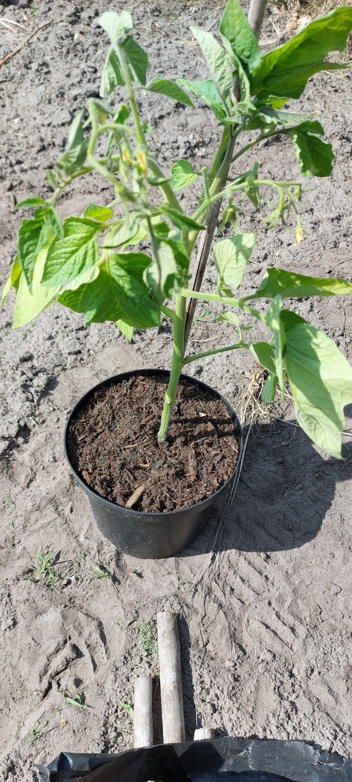Biologische Tomatenplanten - Vers en Klaar om te Planten, Ophalen, Volle zon, Groenteplanten, Eenjarig