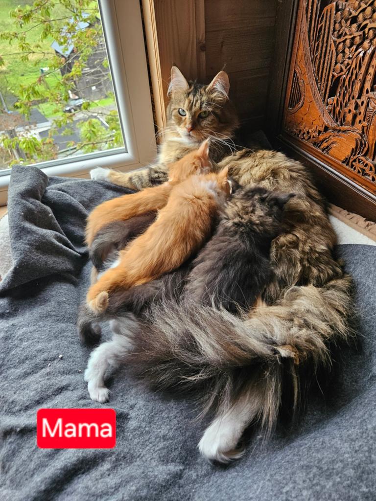 Süper mooie en schattige Main Coon kittens volras, Meerdere dieren, 0 tot 2 jaar
