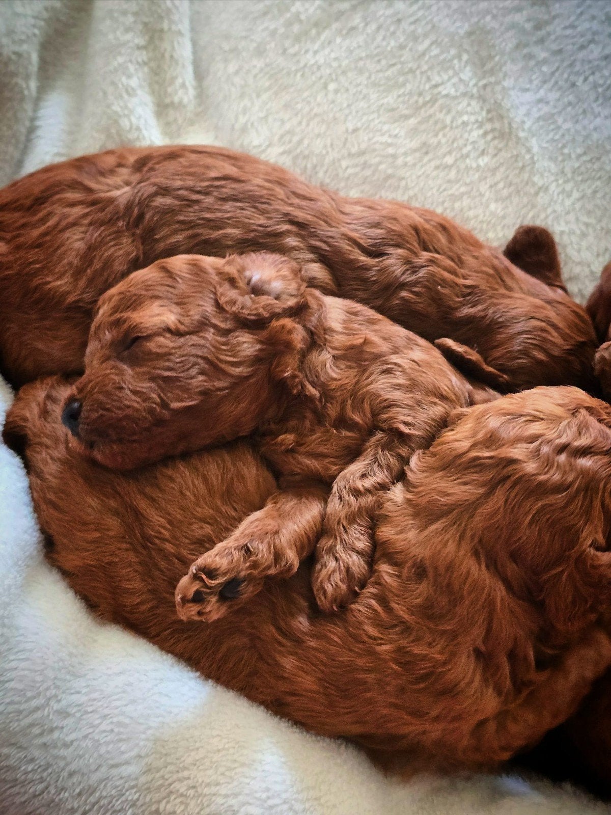 Toypoedel pups  abrikoos kleur, Dieren en Toebehoren, Honden | Chihuahua's en Gezelschapshonden, Poedel, België, Fokker | Hobbymatig