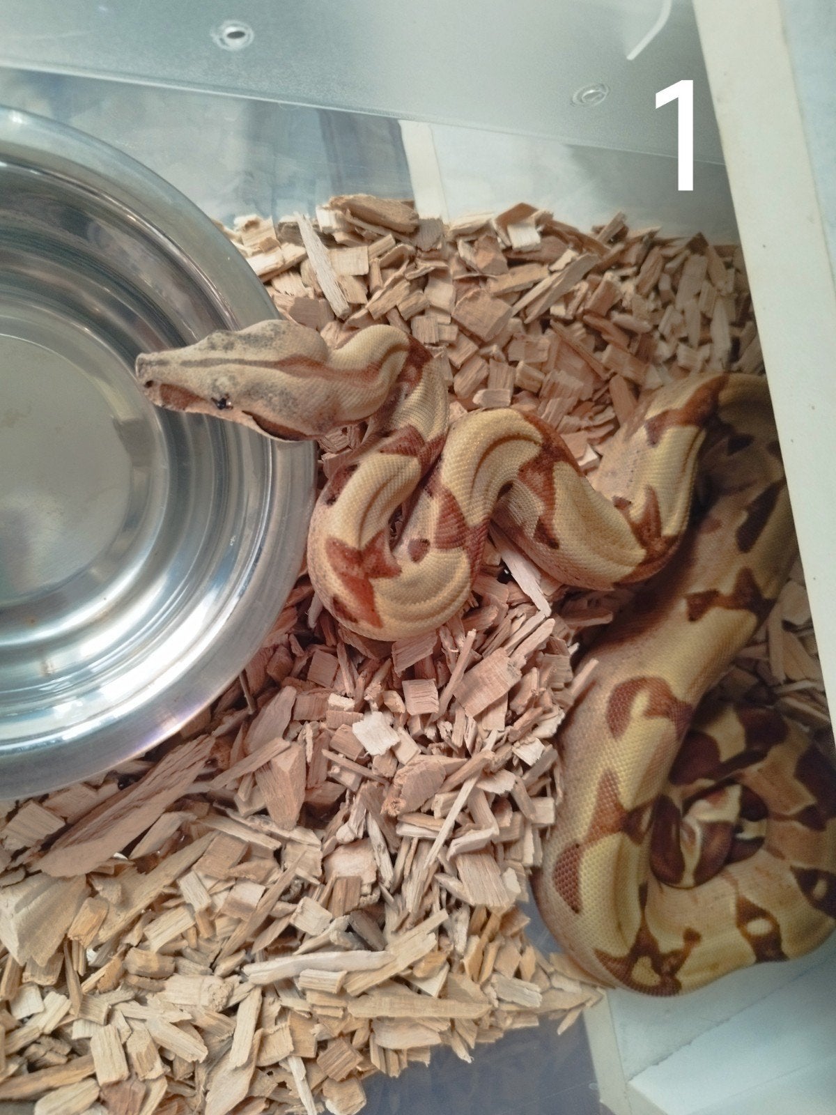 nakweek boa constrictor Boa Constrictor - unknown for sale from terra