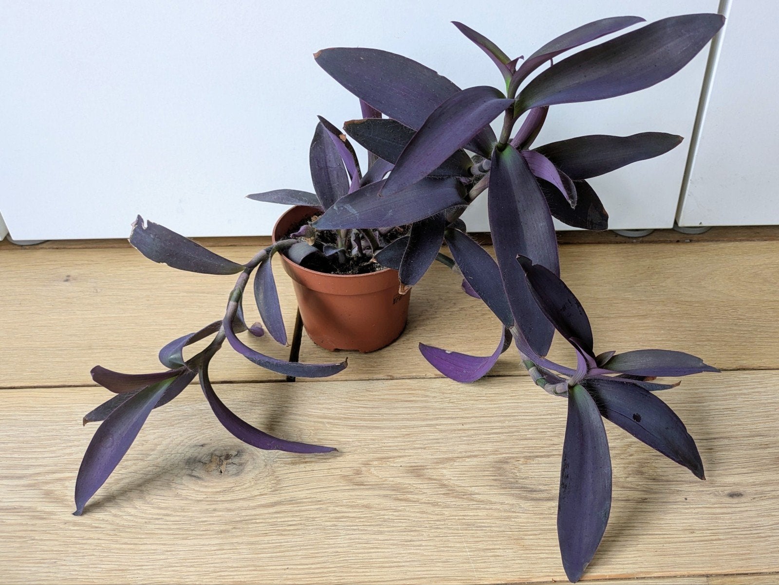 Tradescantia pallida purple heart, Ophalen, Overige soorten, Halfschaduw, Minder dan 100 cm