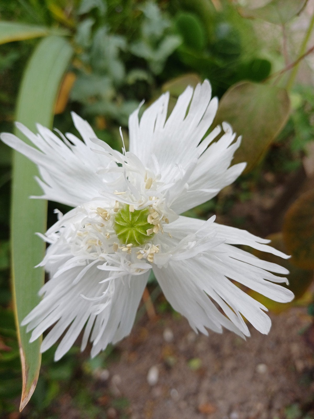 Papaver wit gefranjerd - Zaden uit gifvrije tuin, Ophalen of Verzenden, Volle zon, Zaad