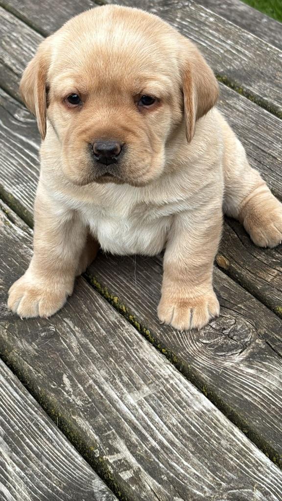 labrador pup, blond teefje, Parvo, 8 tot 15 weken, Labrador retriever, Meerdere