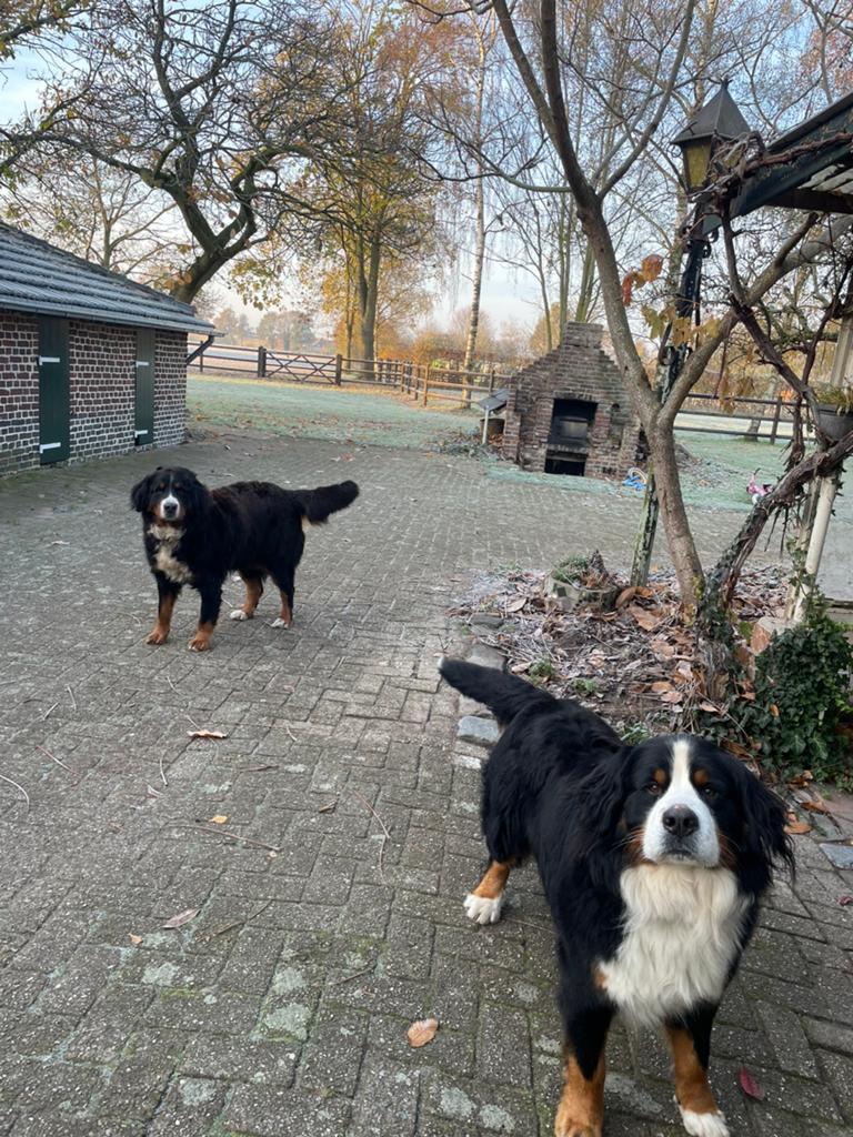 Berner sennen zoeken gouden huisje, België, Particulier, Meerdere, Meerdere dieren