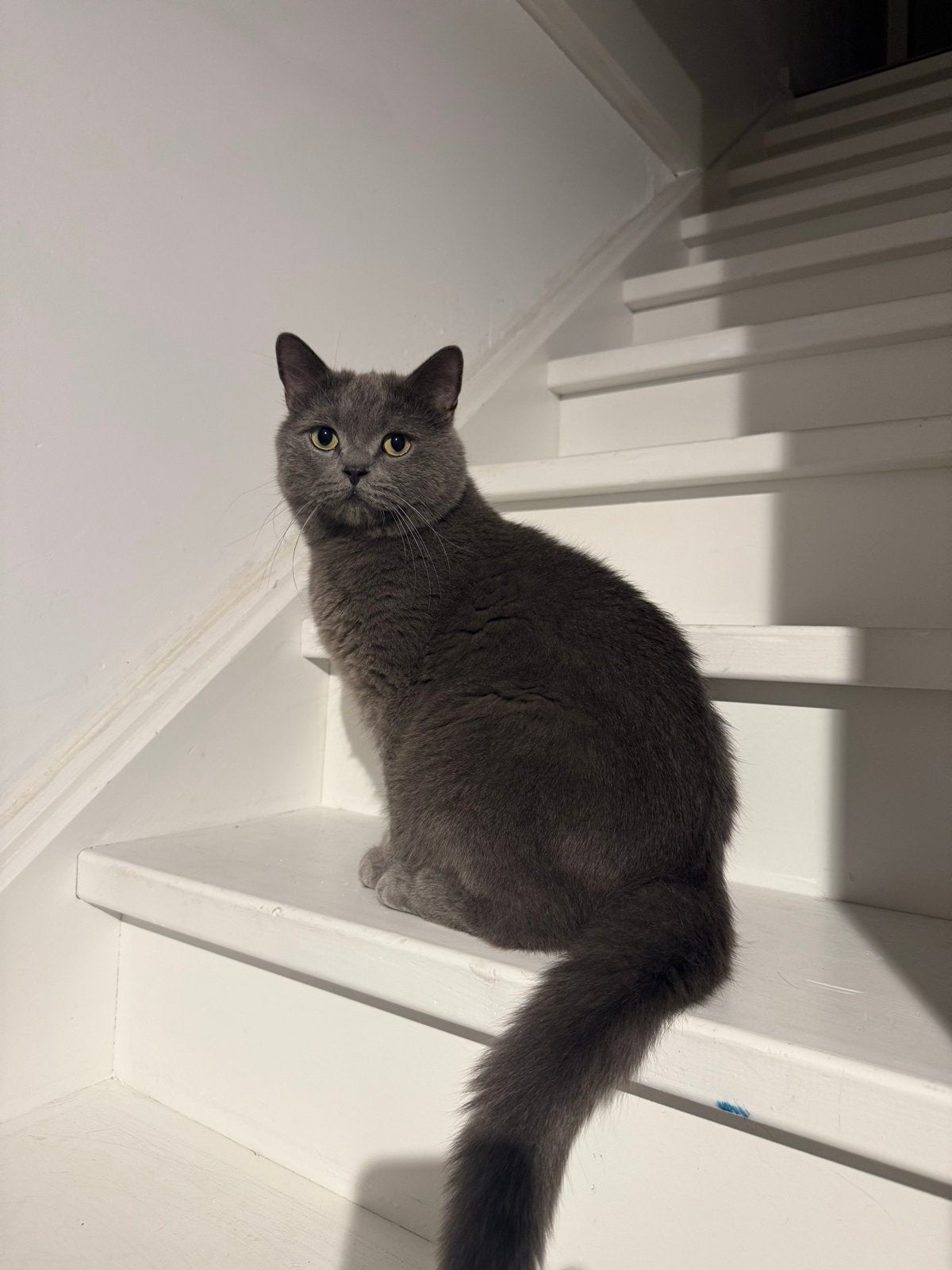 Blauwe britse korthaar kater, Ophalen of Verzenden