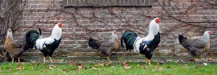 GROTE HANEN en Krielhanen......, Dieren en Toebehoren, Mannelijk, Kip