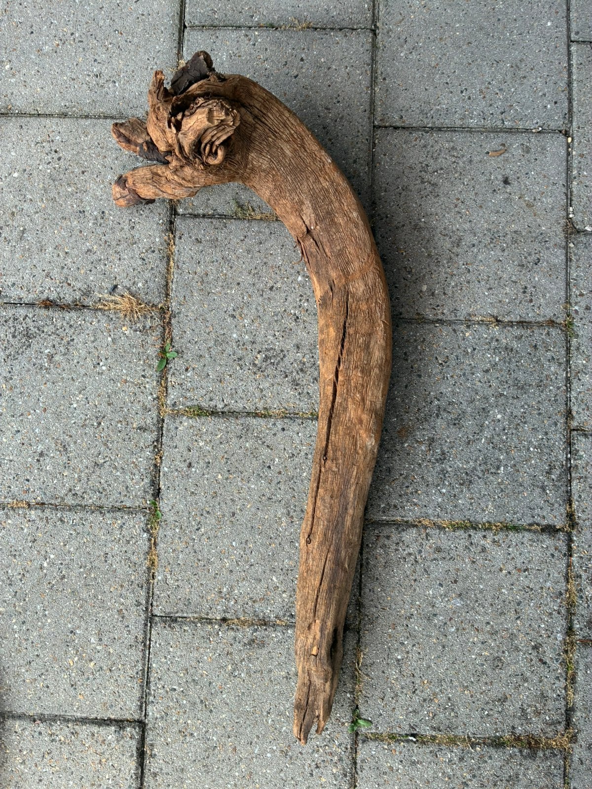 Mooi groot slagtand/wortelhout, Dieren en Toebehoren, Ophalen of Verzenden, Zo goed als nieuw