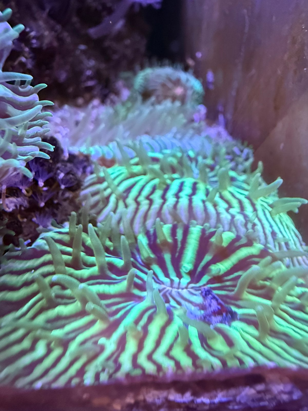Fungia groen. Koraal zeeaquarium, Ophalen, Gevuld zeewateraquarium