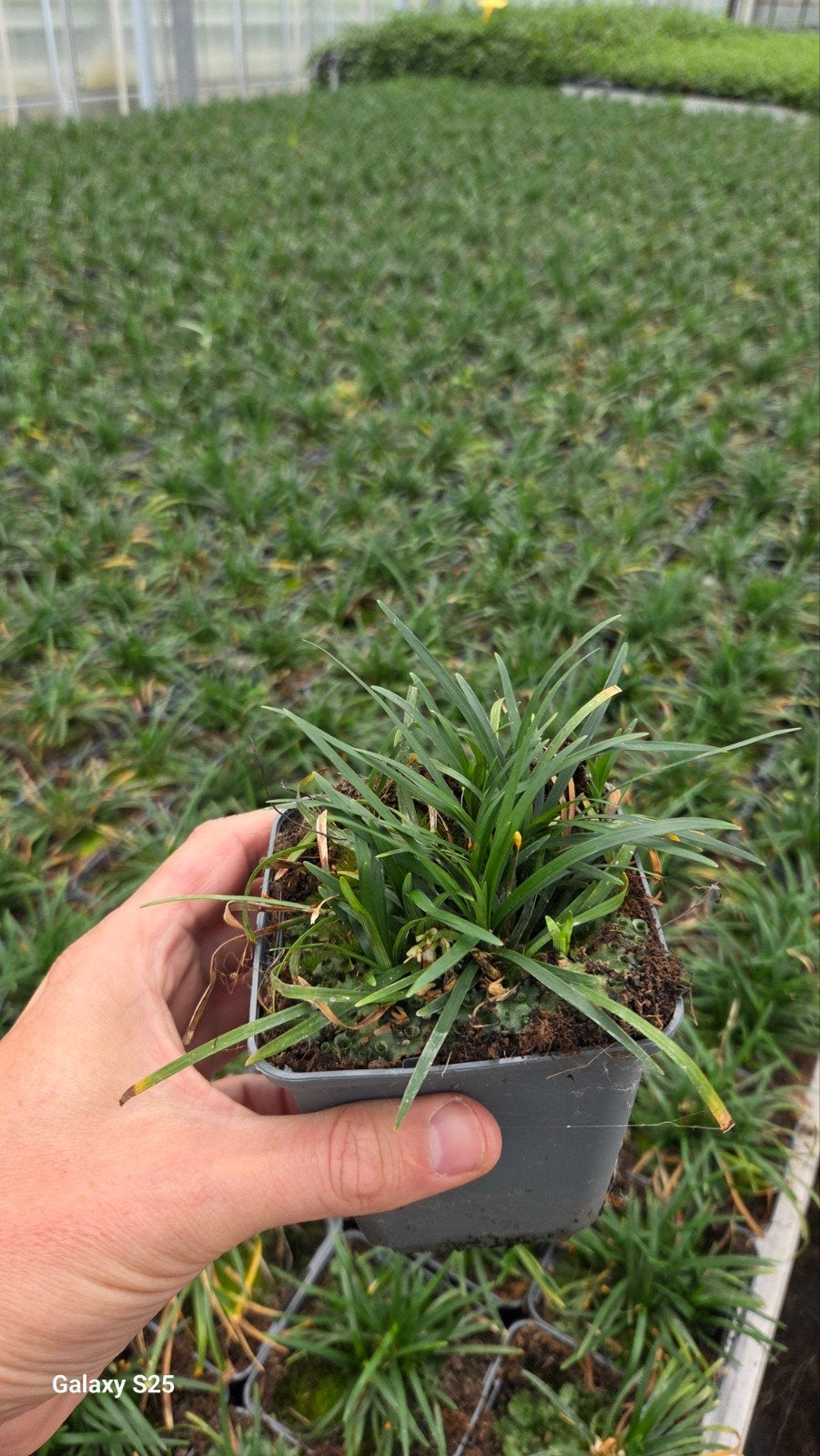 Ophiopogon japonicus minor - Japans - vaste plant, Ophalen of Verzenden, Vaste plant, Bodembedekkers, Volle zon