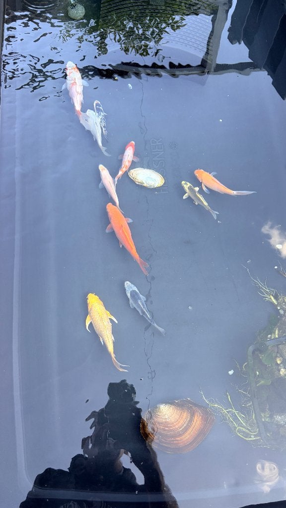 Drie mooie Koi's te koop, Dieren en Toebehoren, Karper of Koi