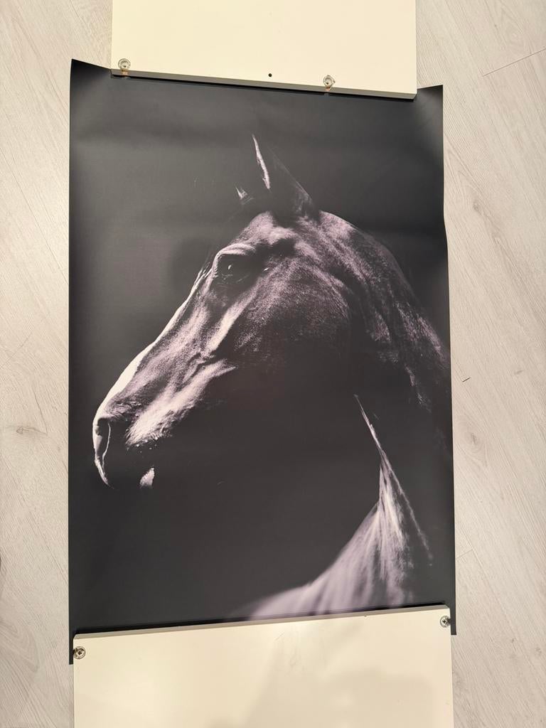 PosterJunkie paard 60x90cm, Ophalen, Zo goed als nieuw, A1 t/m A3, Film en Tv
