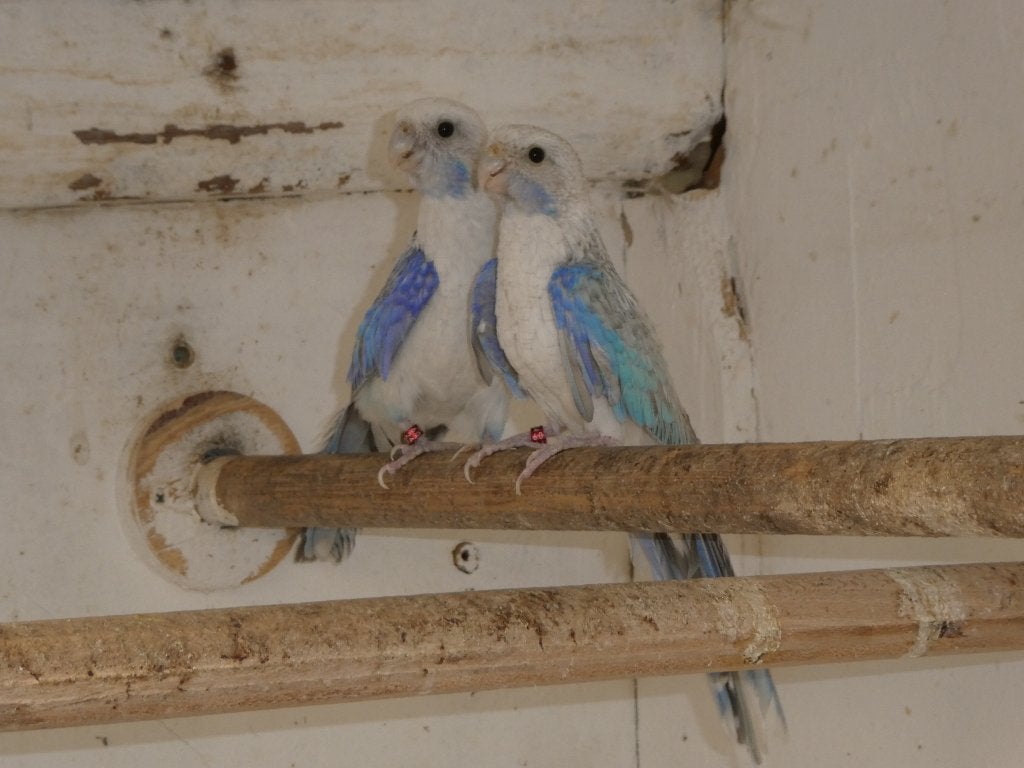 rosella parkieten, Dieren en Toebehoren, Vogels | Parkieten en Papegaaien, Meerdere dieren, Parkiet, Geringd