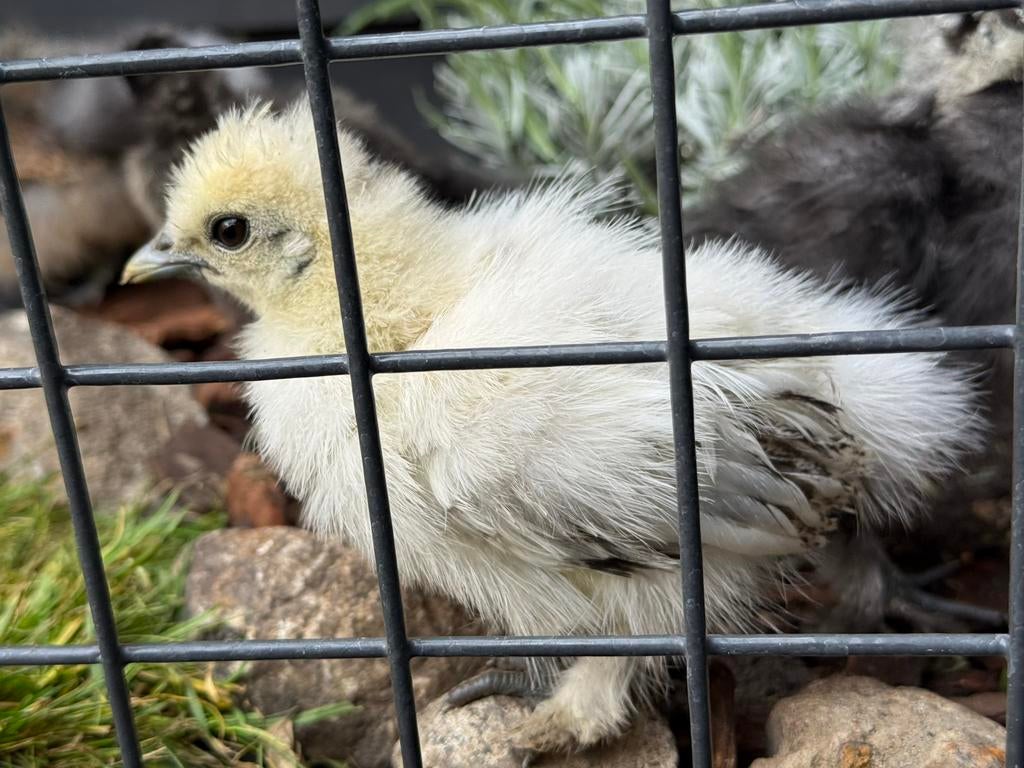 Zijdehoender kriel (bijna 8 weken), Geslacht onbekend, Kip