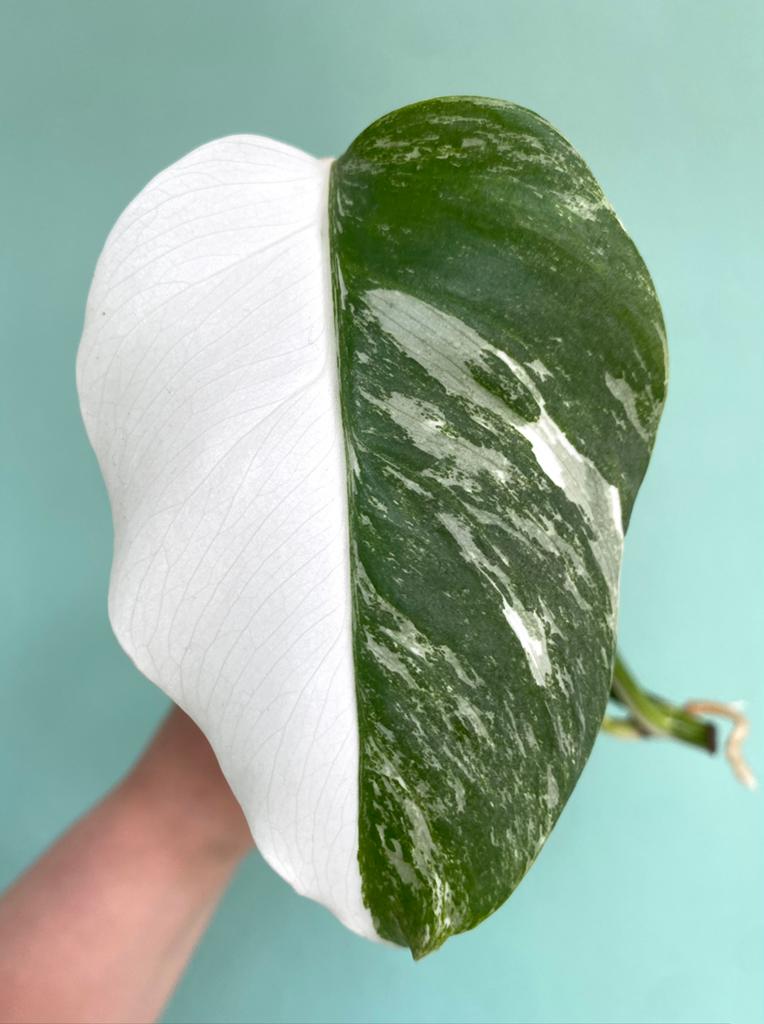 Topkwaliteit, witte Monstera Albo Variegata stek half moon, Ophalen, Halfschaduw, Minder dan 100 cm