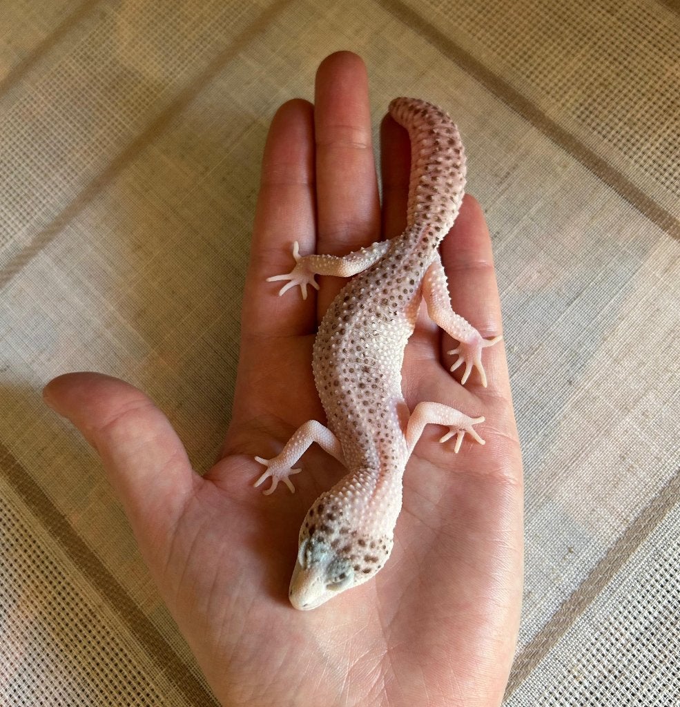 luipaardgekko mag verhuizen - NK22 - 0.1.0, Dieren en Toebehoren, Reptielen en Amfibieën, Hagedis, 3 tot 6 jaar
