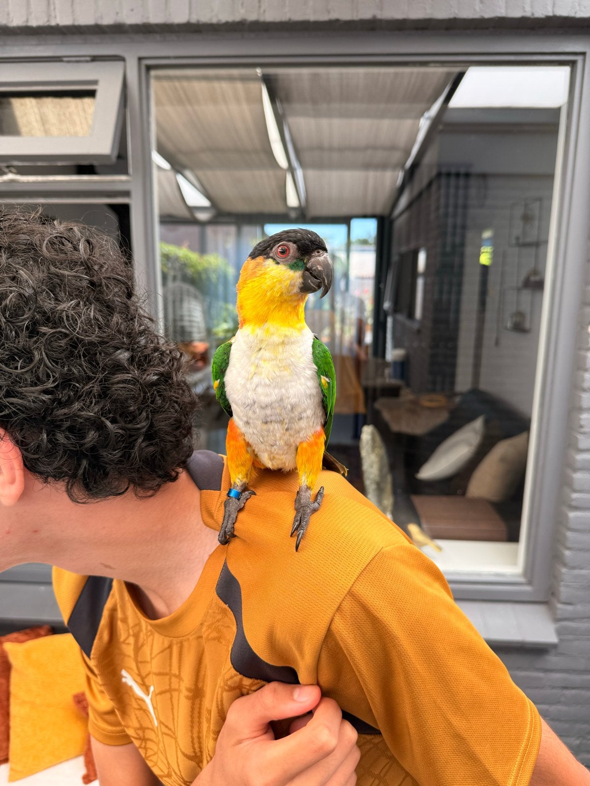 Te koop: tamme caique papegaai, Dieren en Toebehoren, Vogels | Parkieten en Papegaaien, Mannelijk, Papegaai