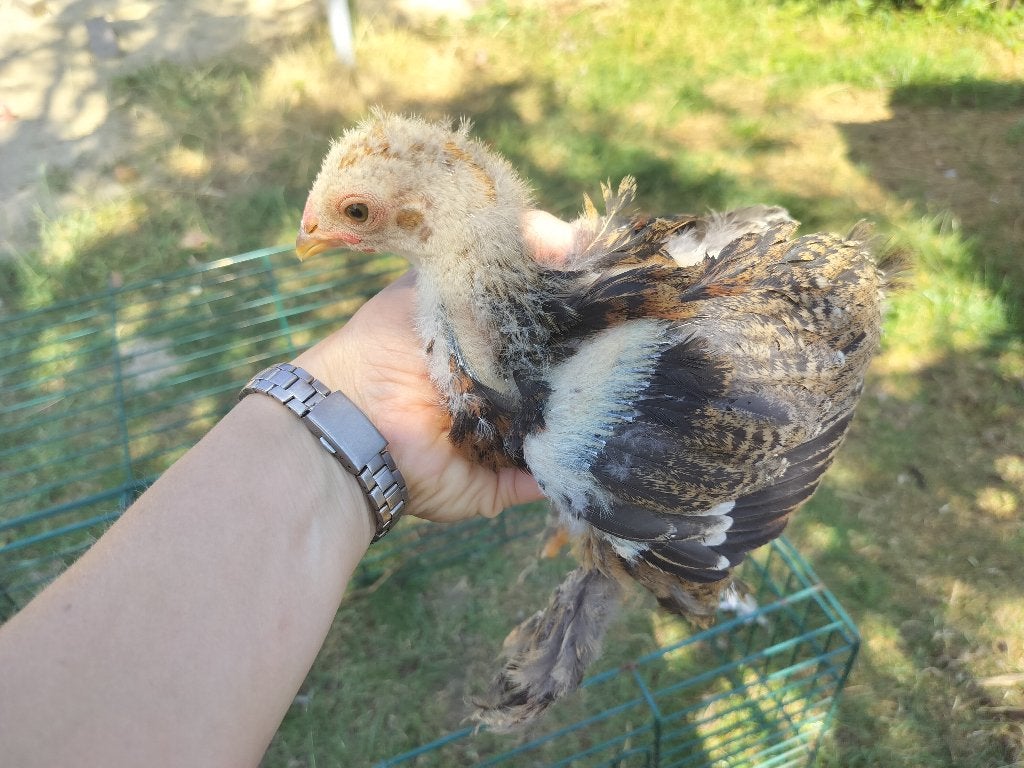 Jonge brahma haantjes, Dieren en Toebehoren, Pluimvee, Mannelijk, Kip