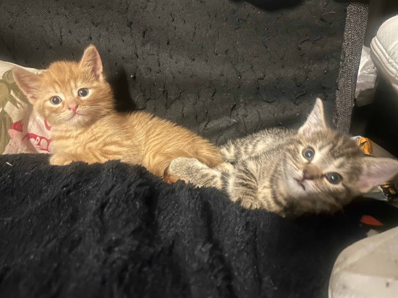 Europese korthaar kittens, Dieren en Toebehoren, Katten en Kittens | Raskatten | Korthaar, Meerdere dieren