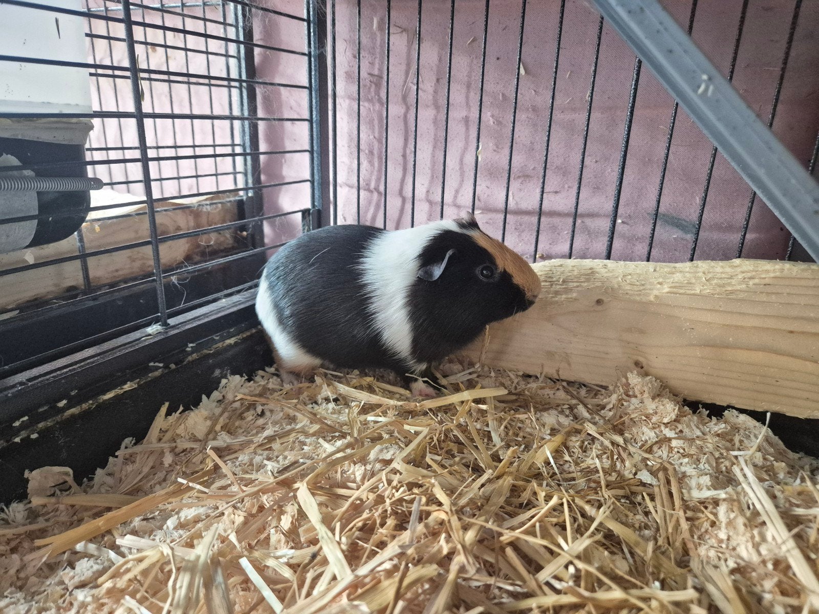 zeug cavia met 3 verschillende kleuren, Dieren en Toebehoren, Mei, Vrouwelijk