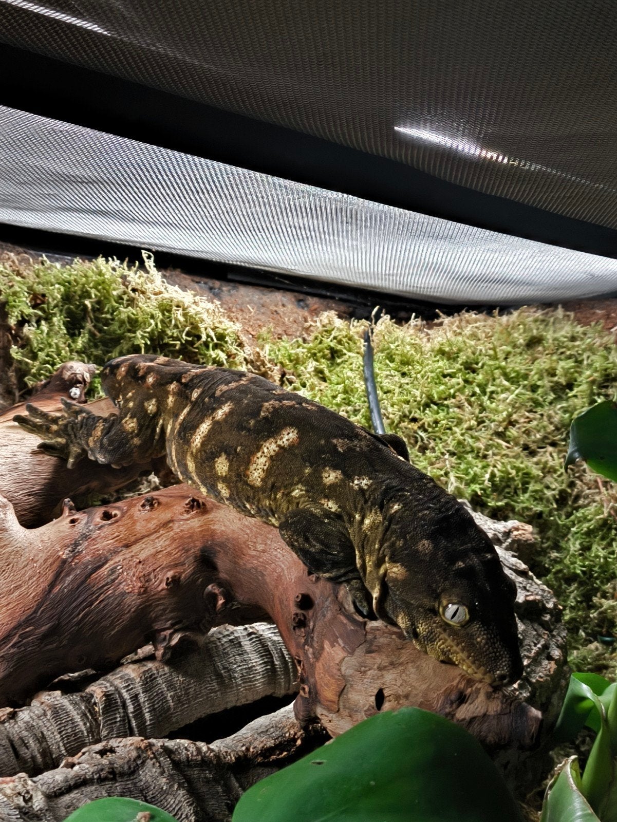 Leachianus gekko (moet weg!!), Hagedis, 0 tot 2 jaar
