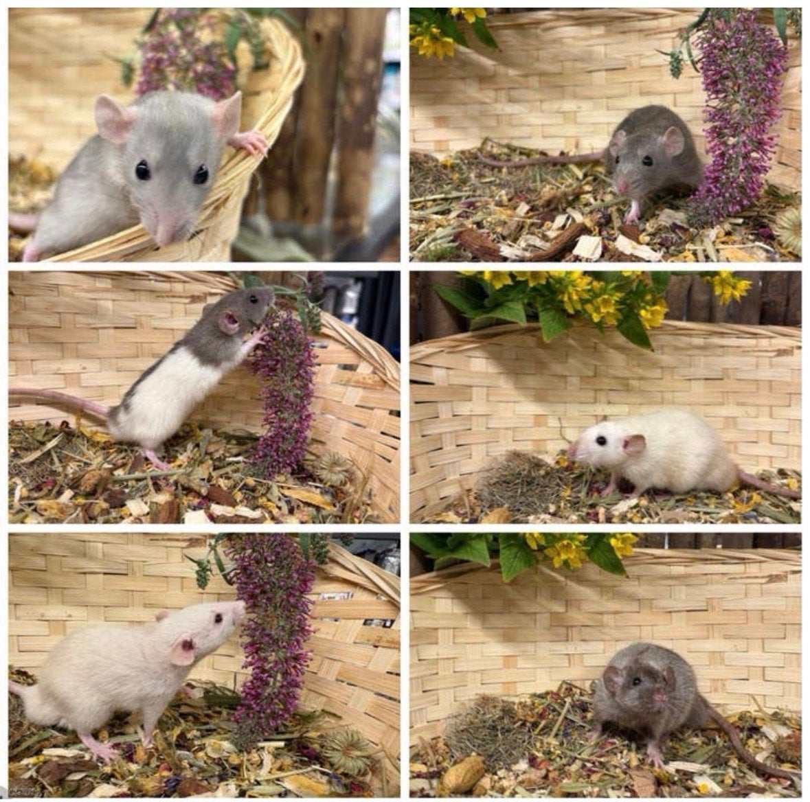Super lieve , tamme DWERGRATTEN (rechtstreeks van de fokker), April, Mannelijk, Rat