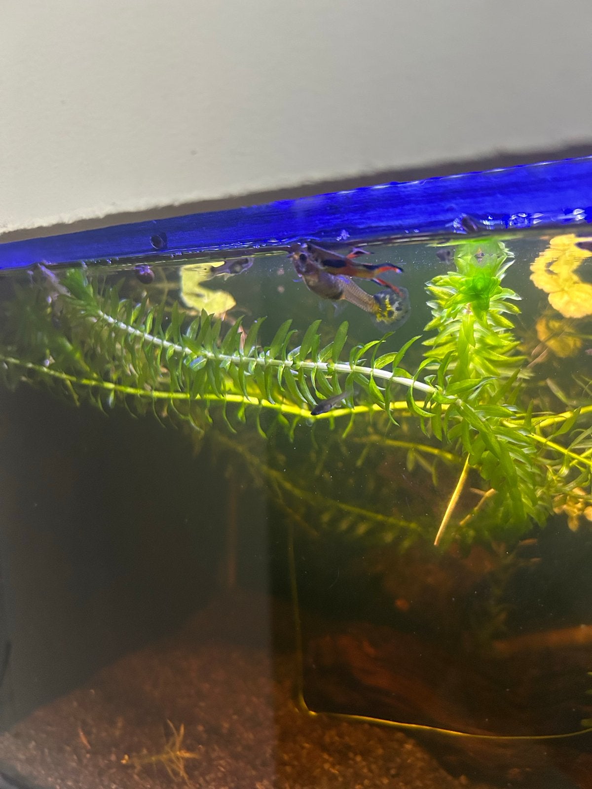 Endler guppen, Vis, Zoetwatervis, Schoolvis