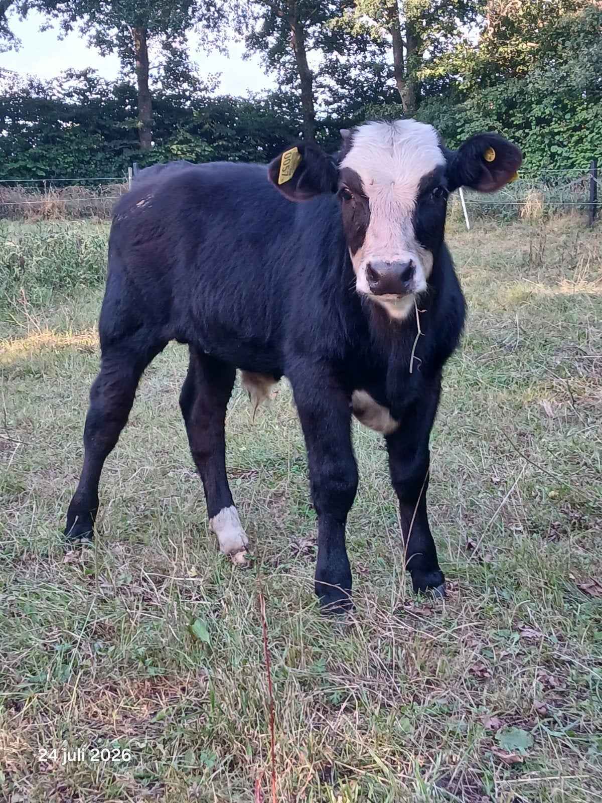 Mooi Groninger Blaarkop Stierkalf, Mannelijk, 0 tot 2 jaar