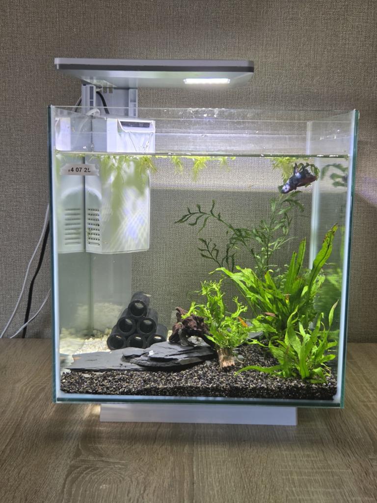 Complete aquarium met betta galaxy koi man, Dieren en Toebehoren, Vissen | Aquaria en Toebehoren, Ophalen, Zo goed als nieuw, Gevuld zoetwateraquarium