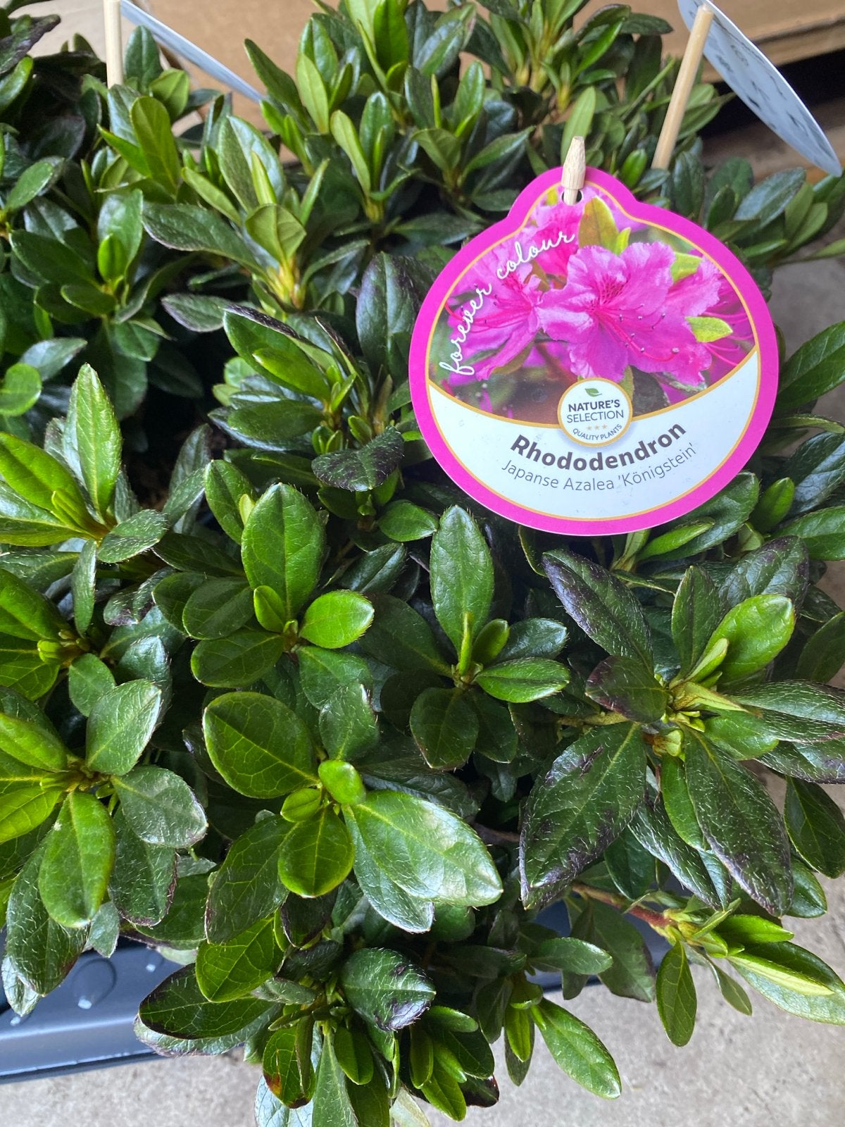 Rhododendron Japanse Azalea 'Königstein', Vaste plant, Halfschaduw, Lente, Ophalen