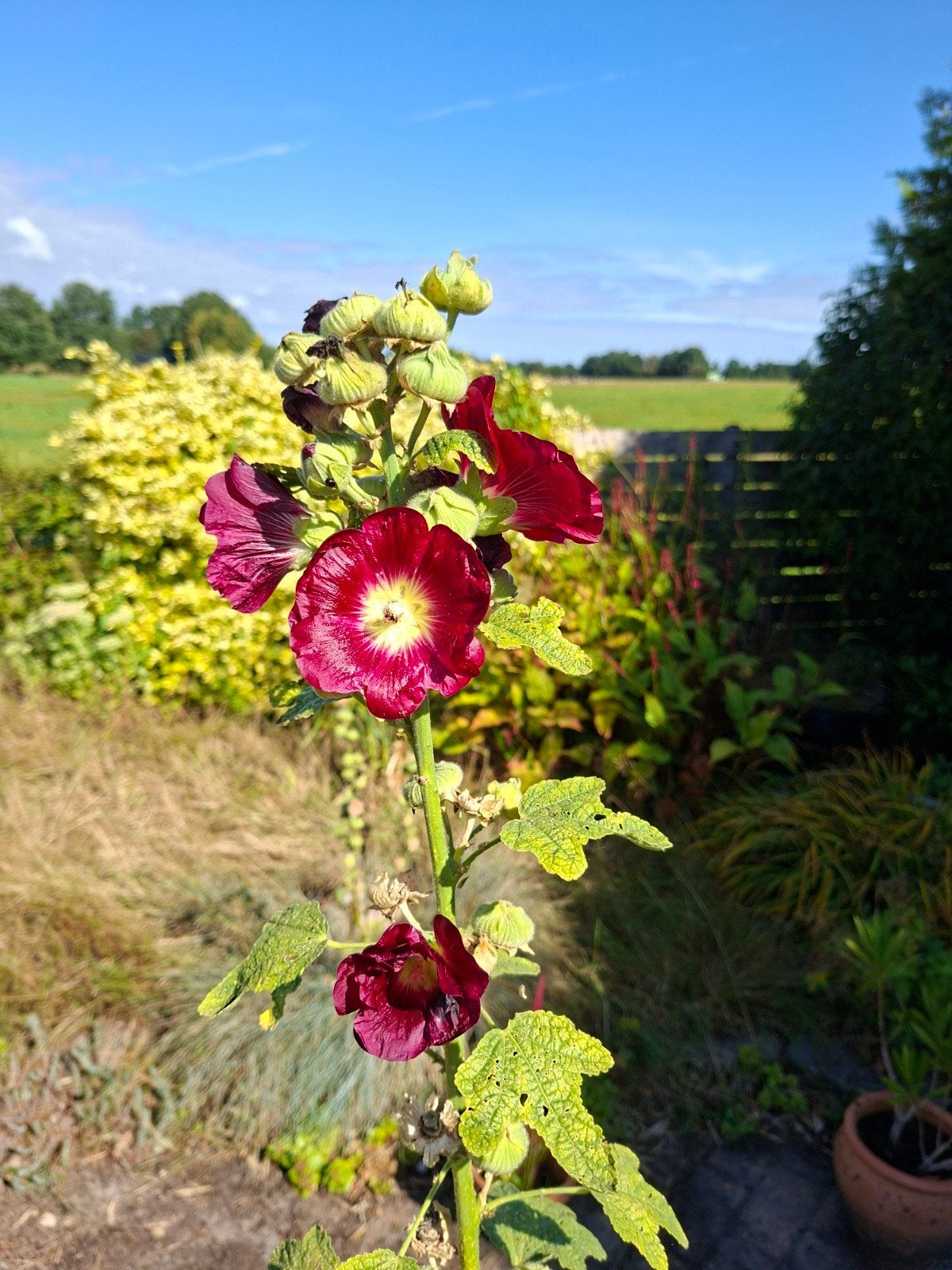 Aubergine stokroos zaden, Ophalen of Verzenden, Volle zon