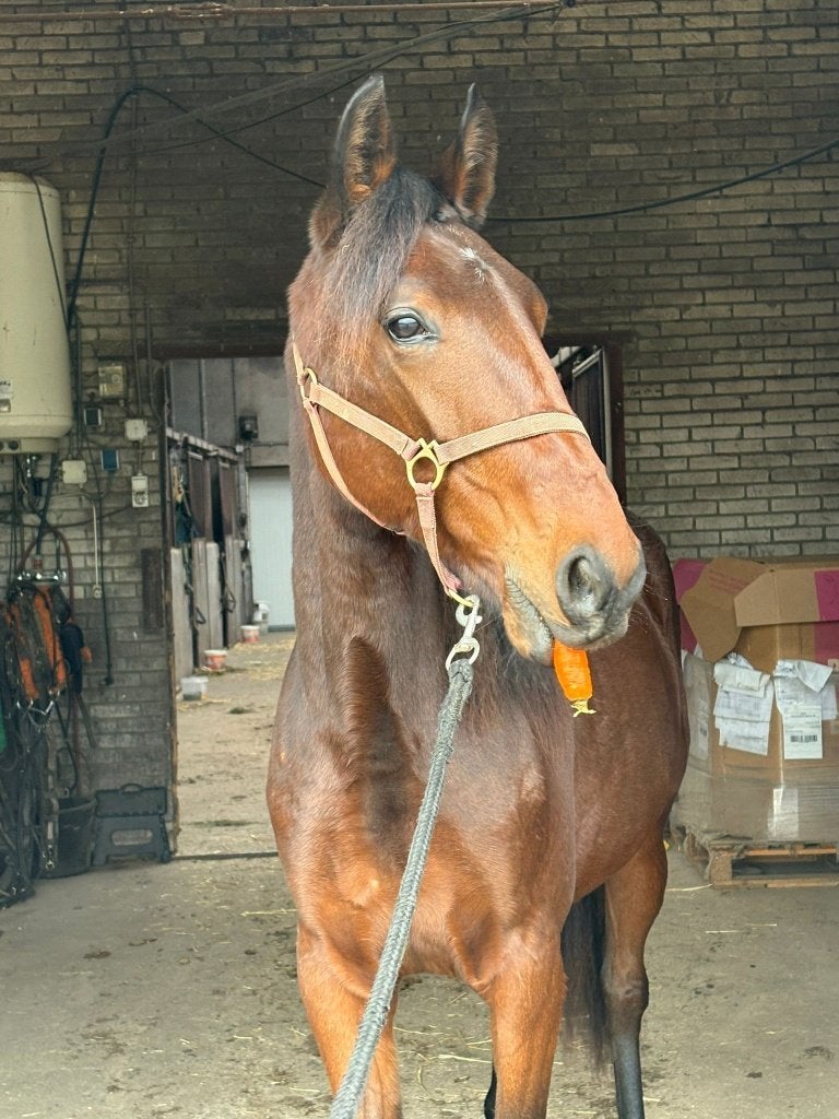 Gezocht paardenstallen in eigen beheer, 4 paarden of pony's of meer