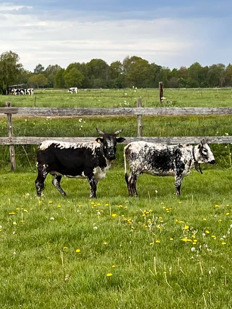 Drachtige mini Zeboe koeien, Dieren en Toebehoren, Runderen, Vrouwelijk