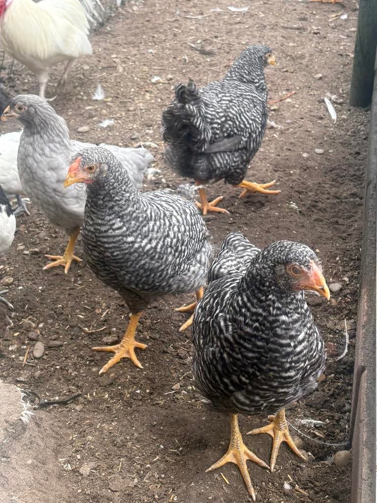 Wyandotte groot koekoek, Meerdere dieren, Kip