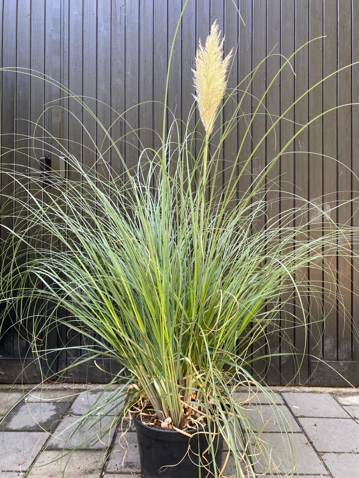 Cortaderia pumila in 20 liter pot - Siergras, Ophalen, Volle zon, Vaste plant, Siergrassen
