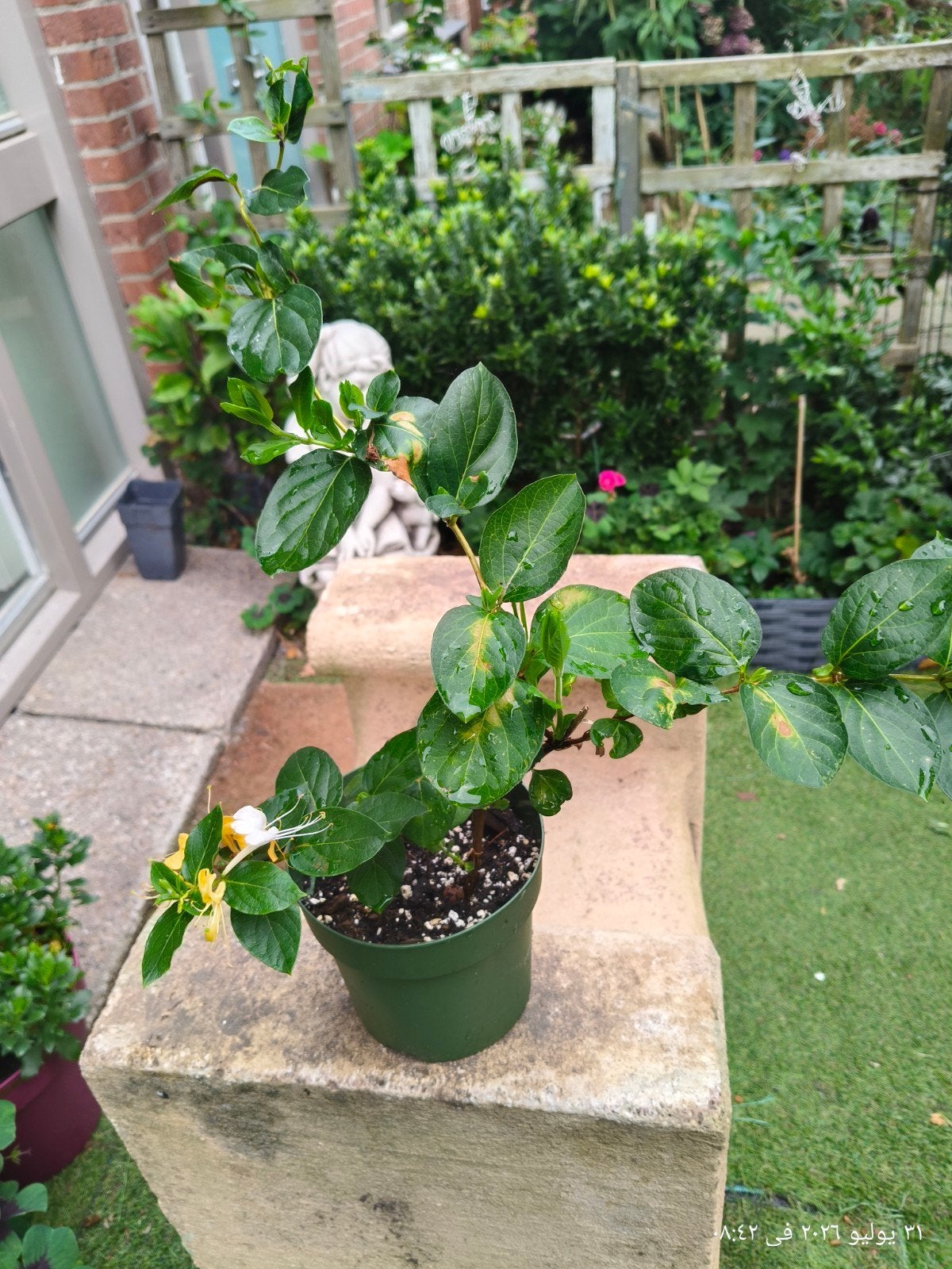 Iraakse Jasmijn - Betoverende Geur voor uw Tuin, Ophalen, Zomer, Vaste plant, Halfschaduw