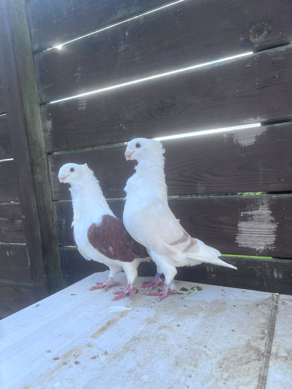 Duiven te koop bieden, Meerdere dieren, Postduif