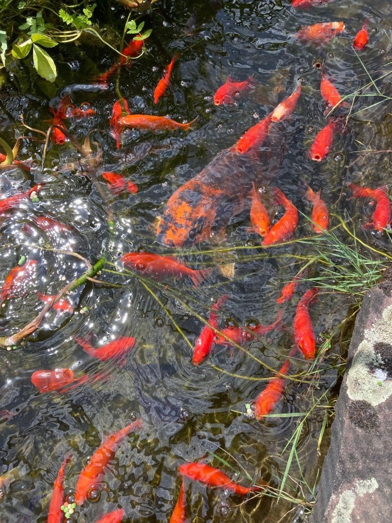 Goudvissen en Koi karpers, Dieren en Toebehoren, Vissen | Vijvervissen, Goudvis(sen)