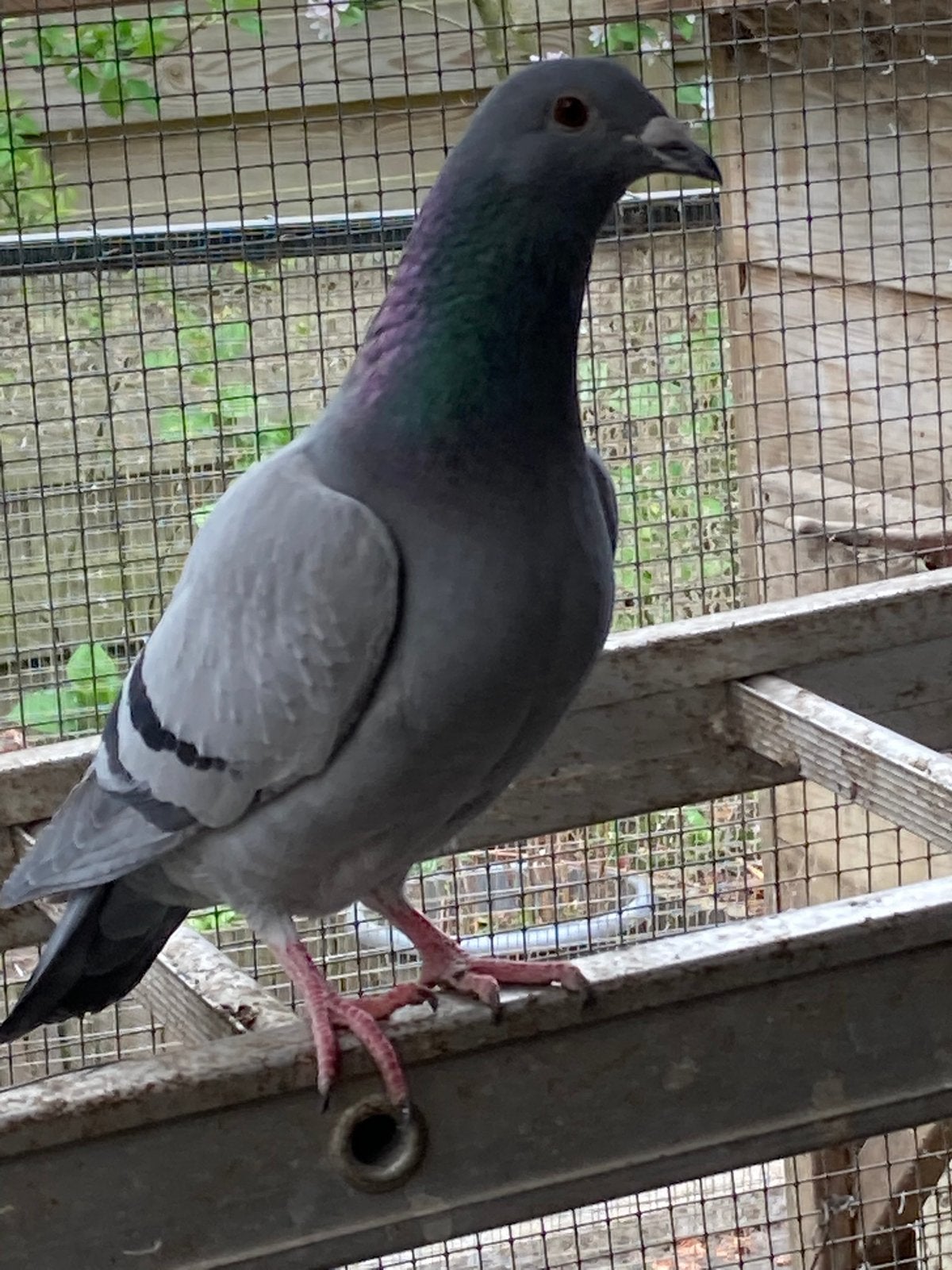 4 duiven (1koppel en 2 jonge), Dieren en Toebehoren, Meerdere dieren, Postduif