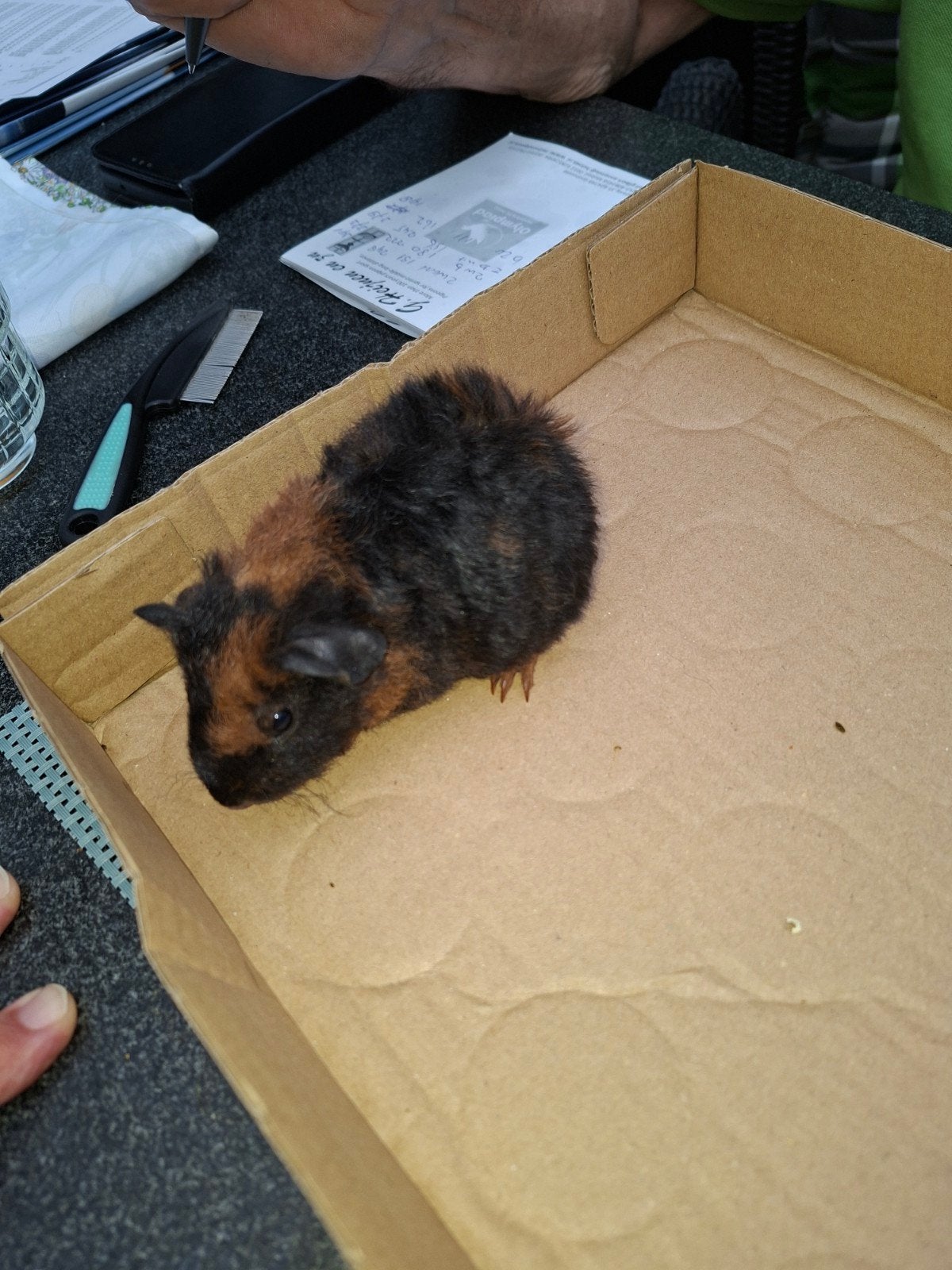 Gereserveerd us teddy cavia's tekoop, Dieren en Toebehoren, Knaagdieren, Augustus, Meerdere dieren, Cavia