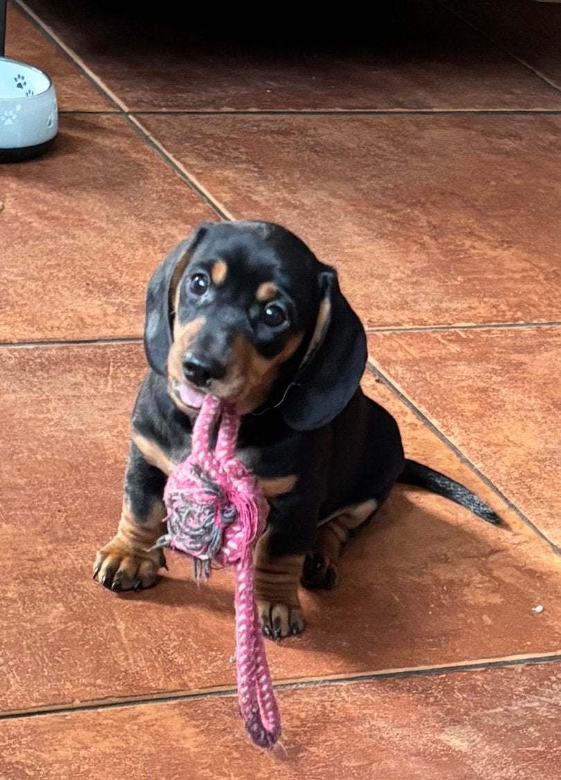Nog 1  black and tan dwerg teckel reutje te koop dwergteckel, Parvo, 8 tot 15 weken, Korthaar, Dwerg