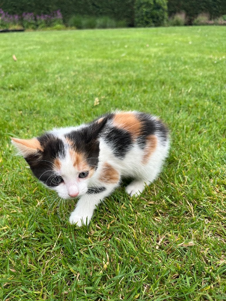 4 Lieve kittens katertjes en poesjes, Dieren en Toebehoren, Meerdere dieren, Ontwormd, 0 tot 2 jaar