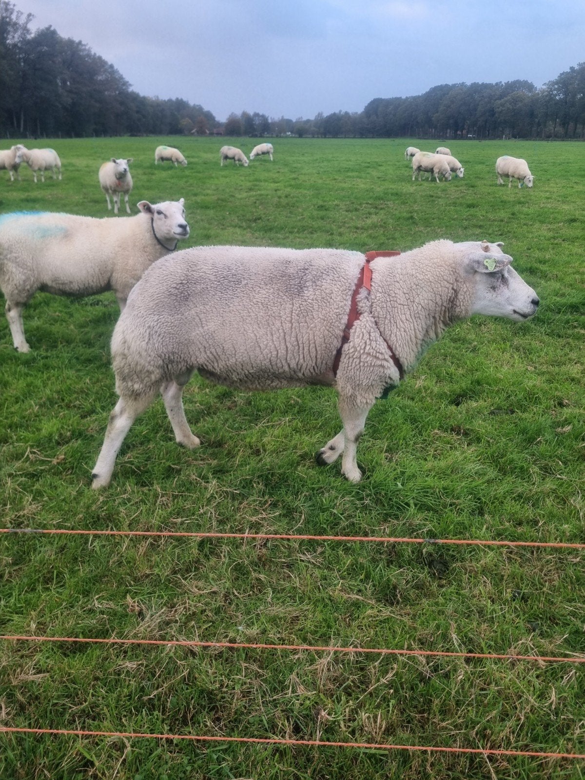 dekram swifter, Dieren en Toebehoren, Mannelijk, Schaap, 3 tot 5 jaar