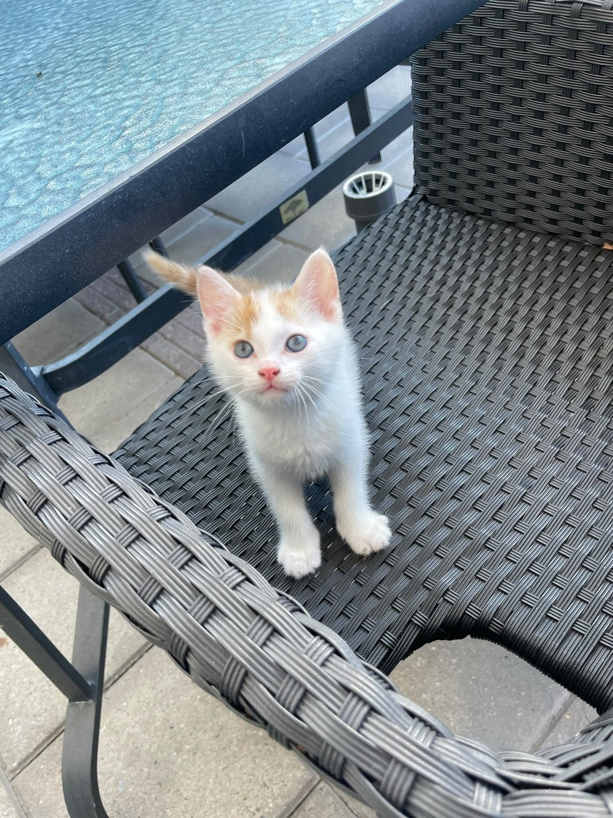 1 lieve kitten 8 weken oud, Dieren en Toebehoren, Ontwormd, 0 tot 2 jaar