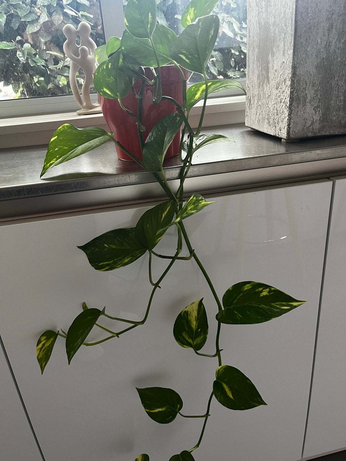 Epipremnum Aureum (Scindapsus) hangplant excl. pot, Ophalen, Overige soorten, Halfschaduw, Minder dan 100 cm